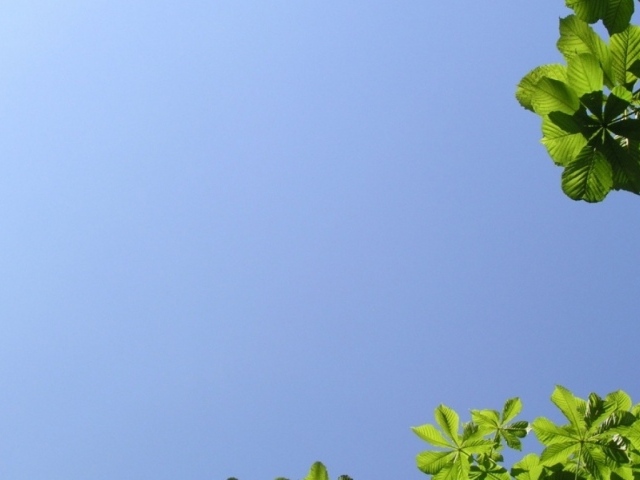 Летняя природа