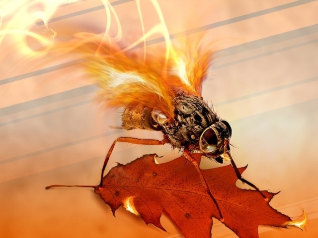 Огненная муха