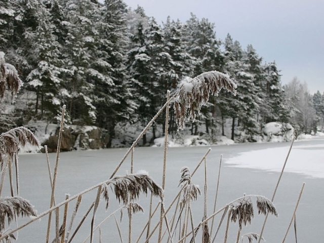 Зимняя соломина