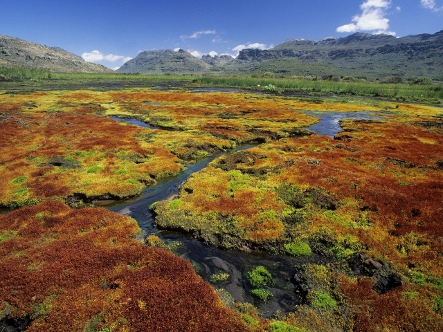 Красочные Мхи / Область Дикой местности Cedarberg / Северный Мыс / Южная Африка