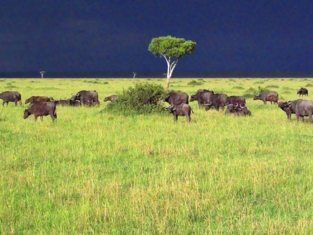 Саванна / Африка