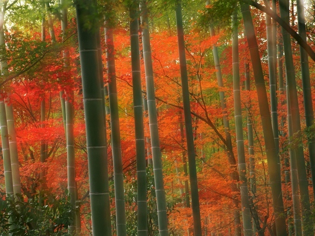 Бамбуковый Лес, парк Arashiyama, Киото, Япония