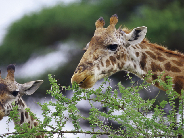 Смешные жирафы