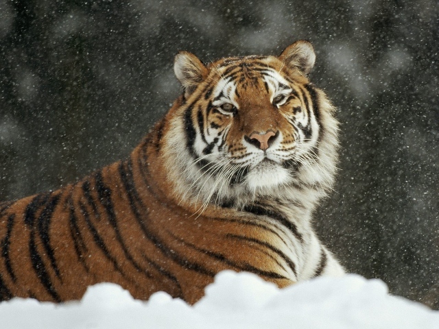 Важный тигр