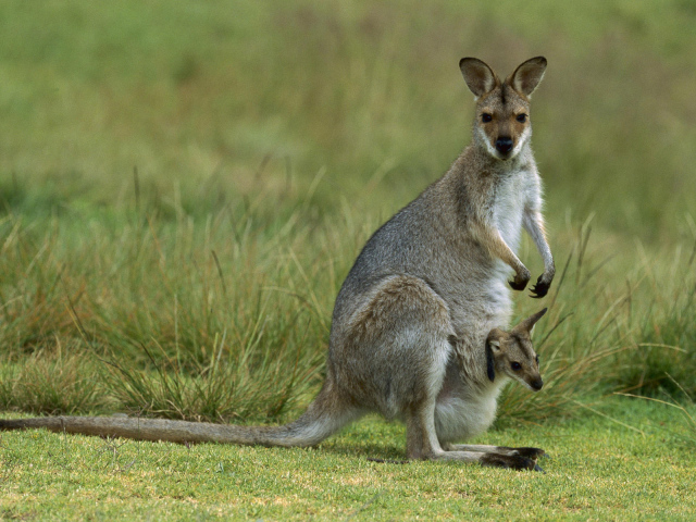 Кенгуру и детеныш
