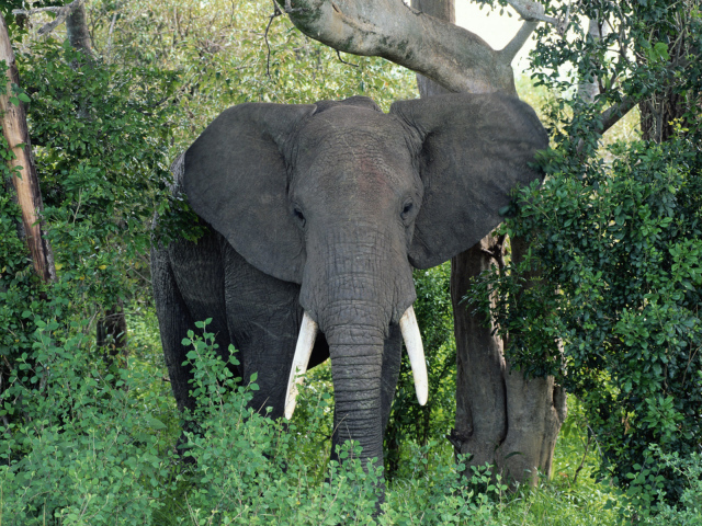 Большой Африканский слон