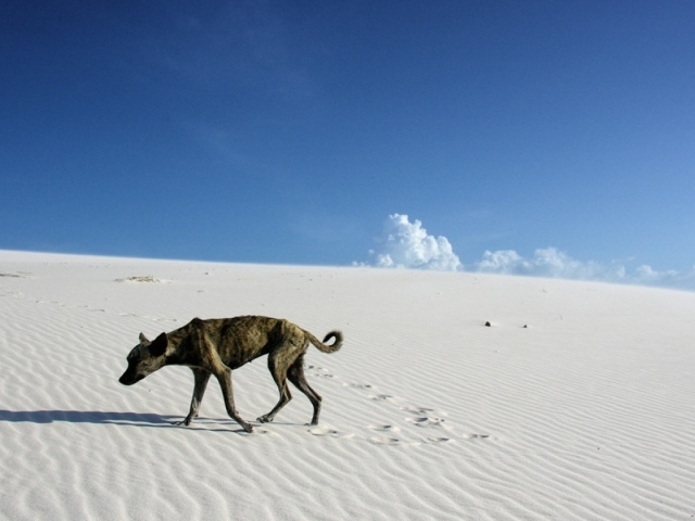 Одинокий путник