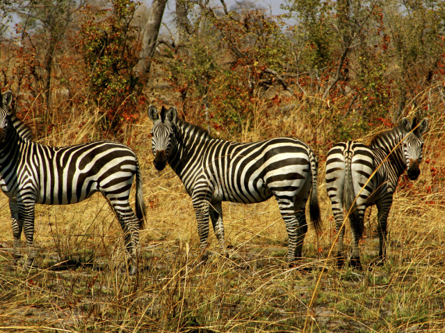 Семейство зебр