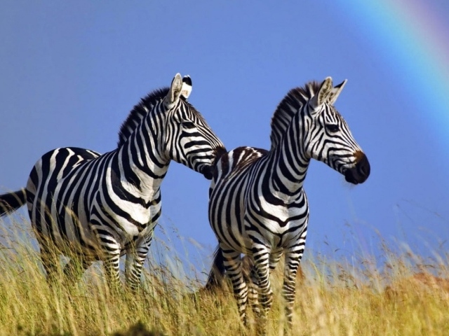 Полосатые зебры