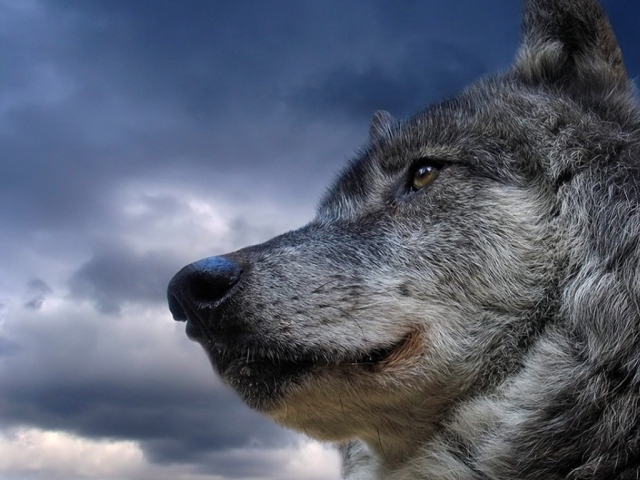 Красивый серый волк