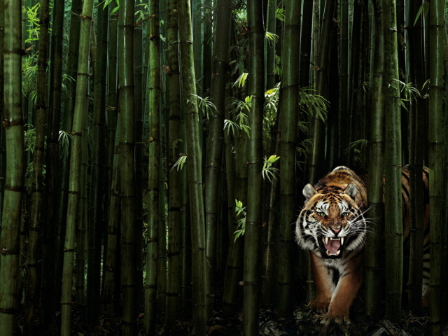 Тигр в бамбуковом лесу