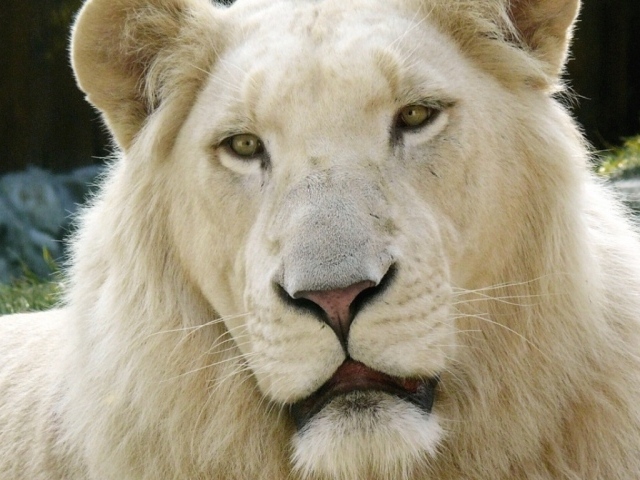 Лев альбинос