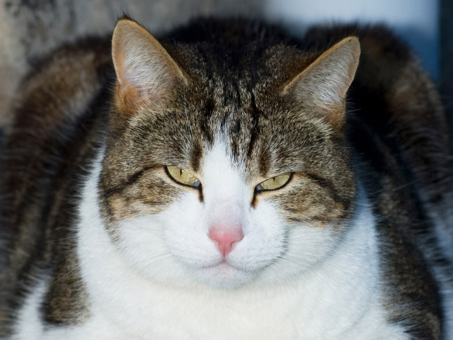 Кошачий гипноз