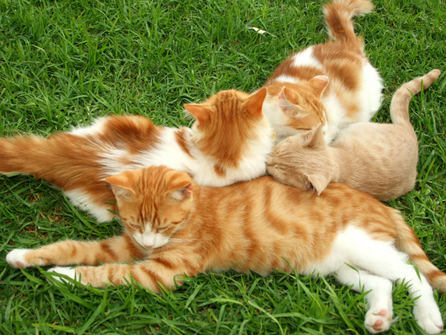 Полосатые коты на траве