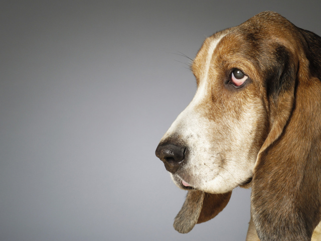 Собака с большими ушами