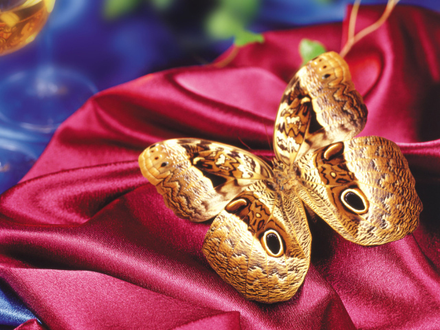 Леопардовая бабочка