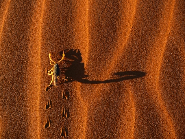 Скорпион на песке