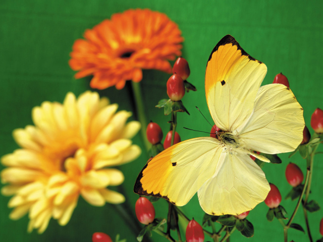 Красивая желтая бабочка