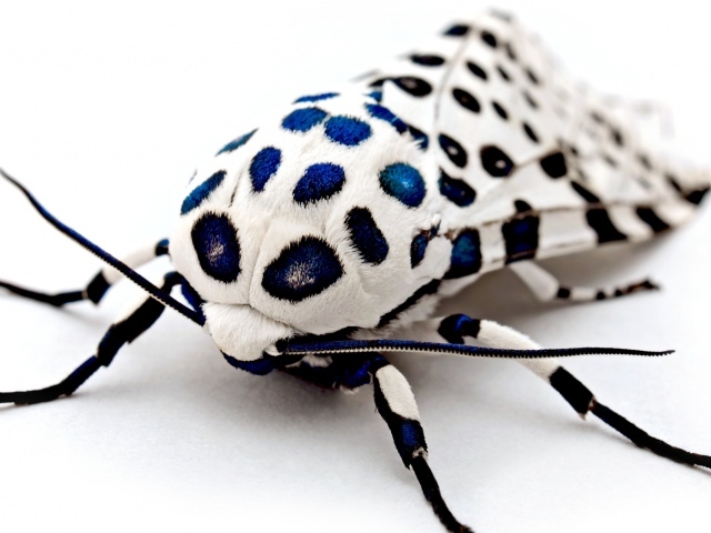 Бархатный жук