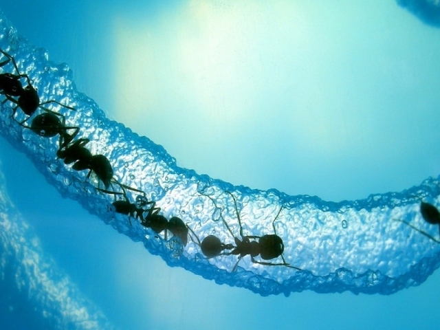 Ледяной муравейник
