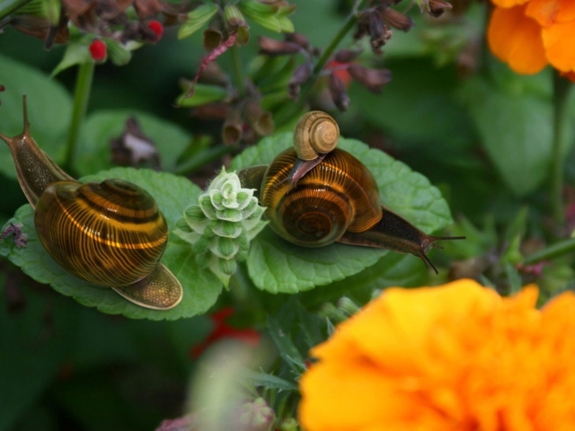 Брачный период улиток