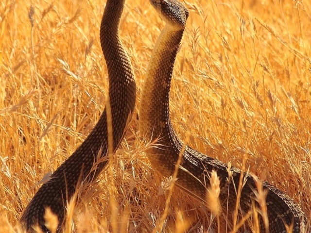 Змеи в поле