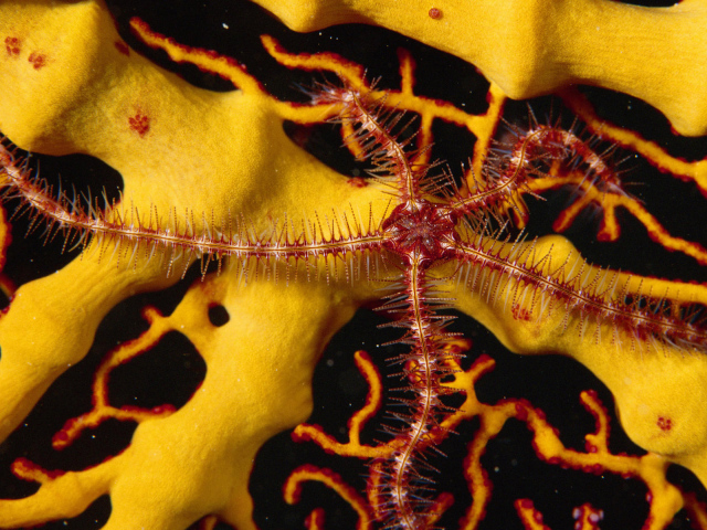 Морской обитатель