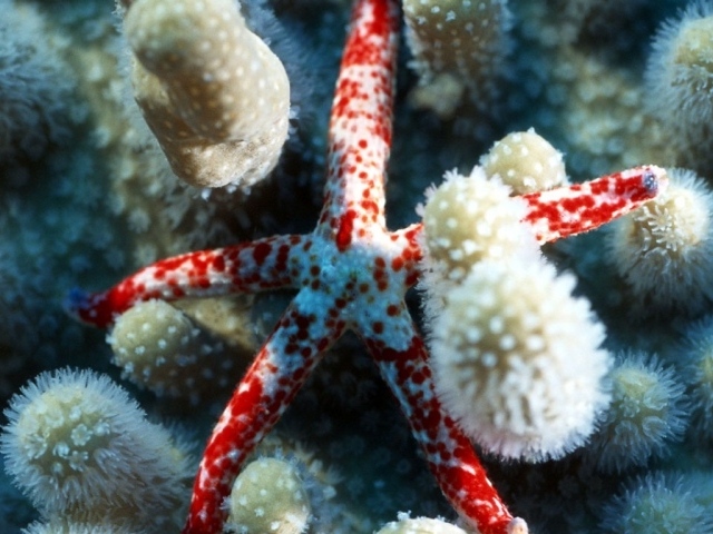 Морская звездочка