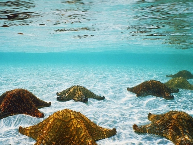 Морские звезды