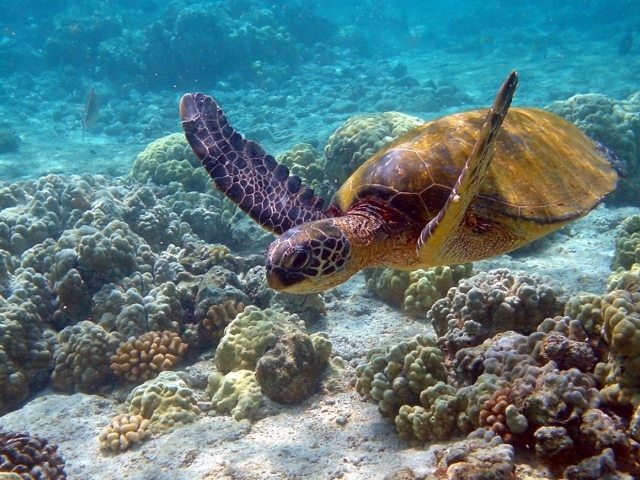 Морская черепаха