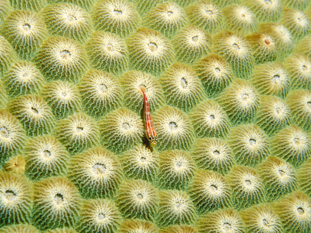 Маленький морской житель