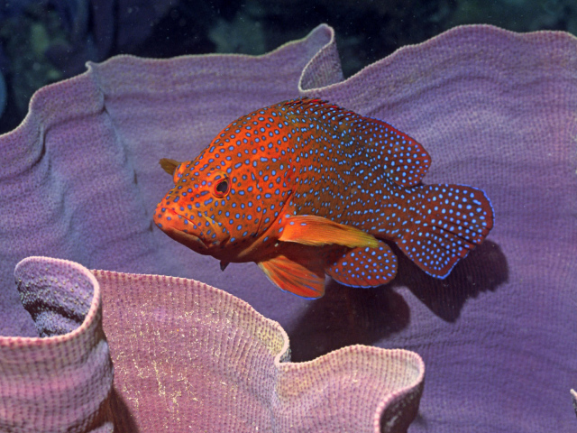 Пятнистая рыба