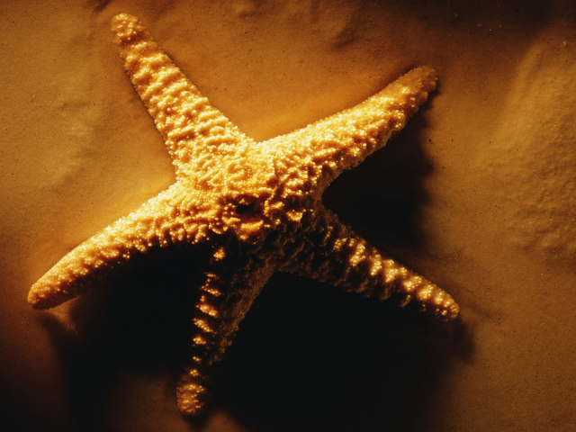 Морская звезда на песке