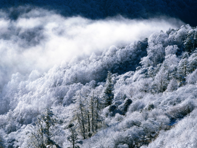 Заснеженные деревья
