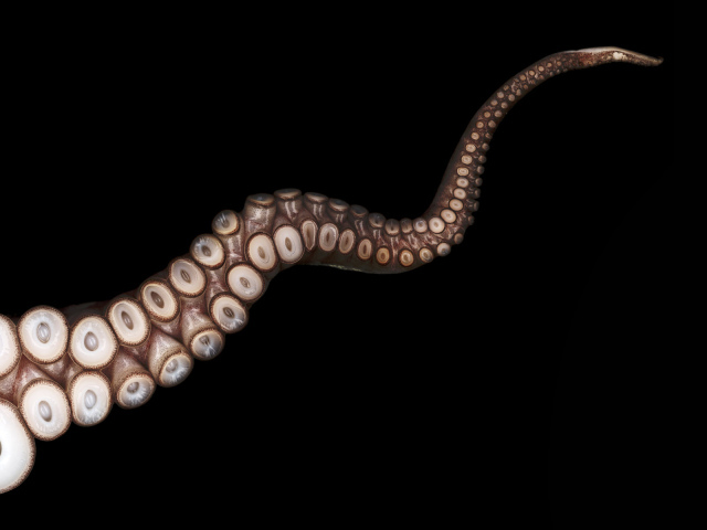 Щупальца осьминога