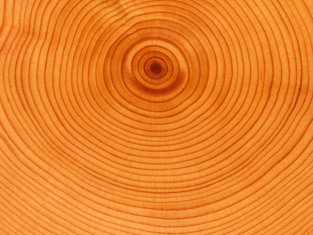 Текстура колец дерева