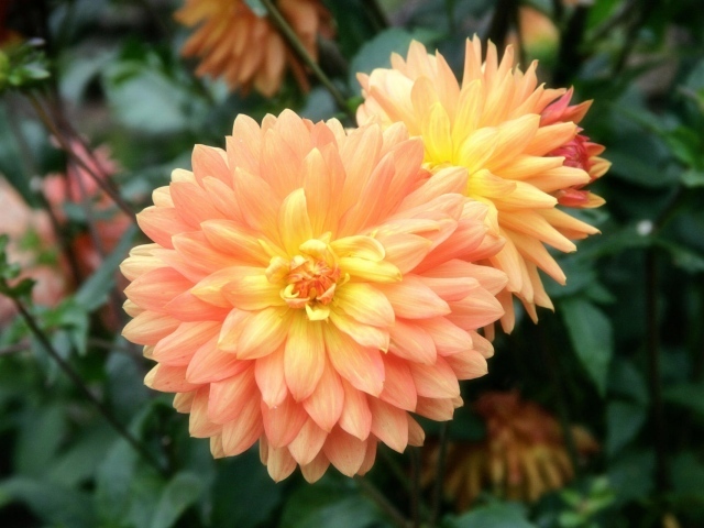 Приятный цветок на 8 марта