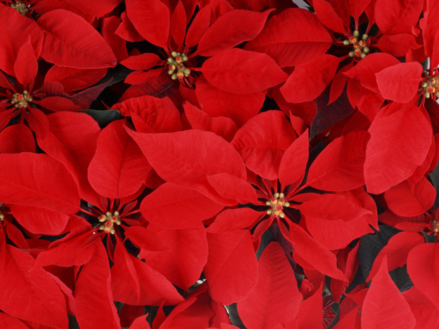 Великолепные  цветы к 8 марта