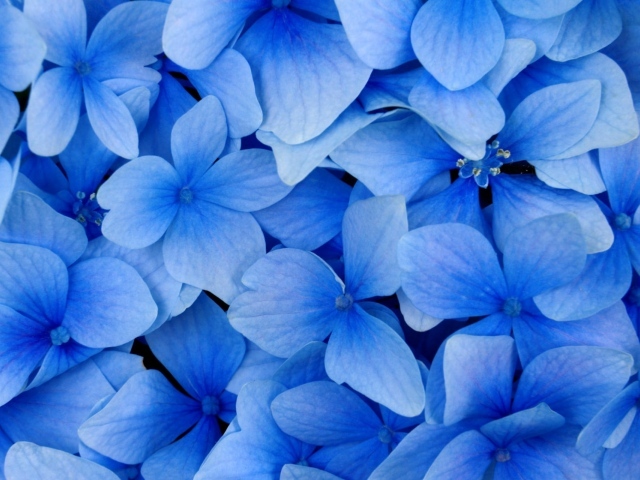 Голубые цветы в подарок на 8 марта