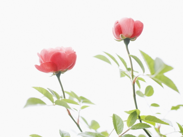 Цветы для любимых женщин