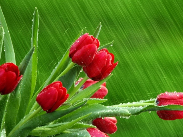 Цветы на международный женский день