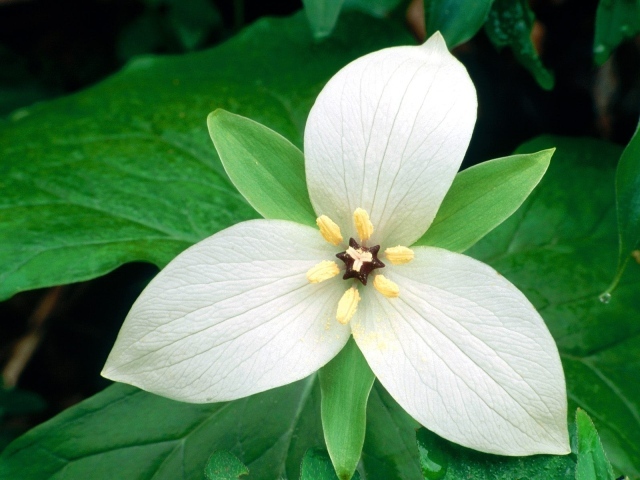 Белый цветок женщинам на 8 марта