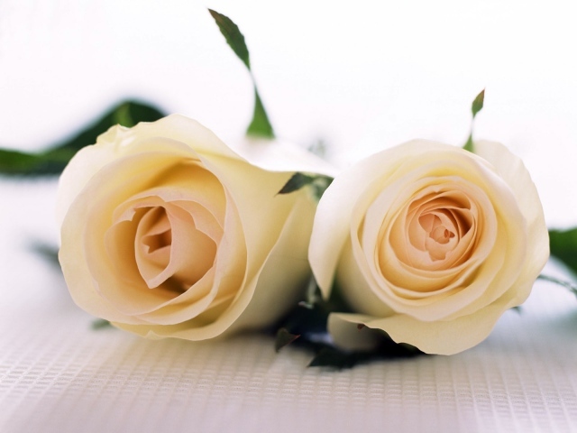 Белые розы для любимой дамы