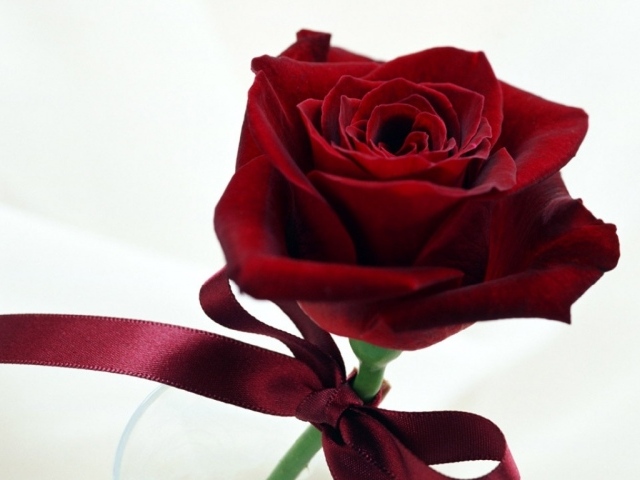 Чудесная роза в День Св. Валентина