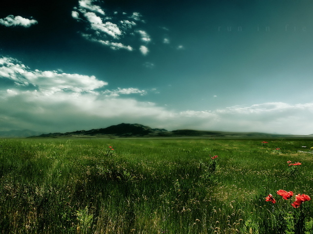 Зеленое поле