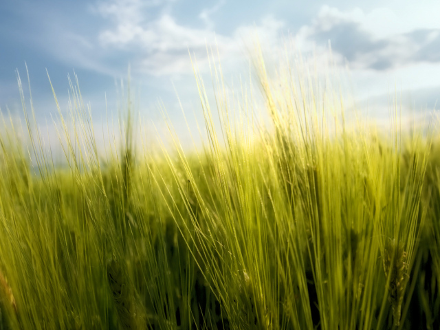 Весенние травинки