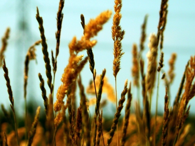 Полевые колоски