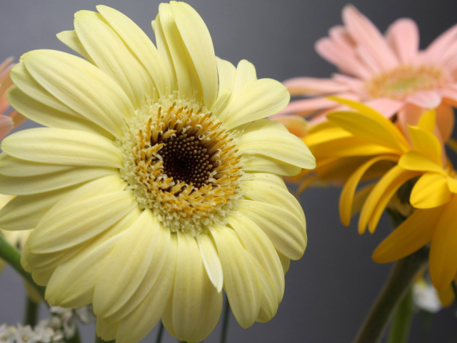 Превосходные цветы