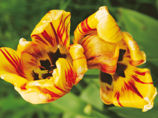 Тигровые цветы