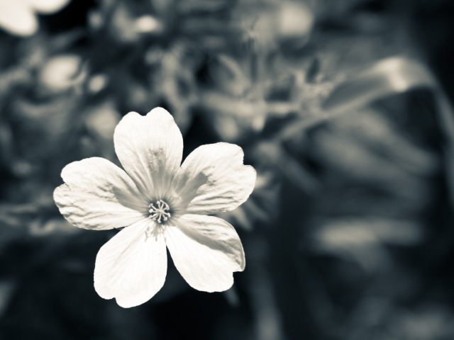 Белый цветок